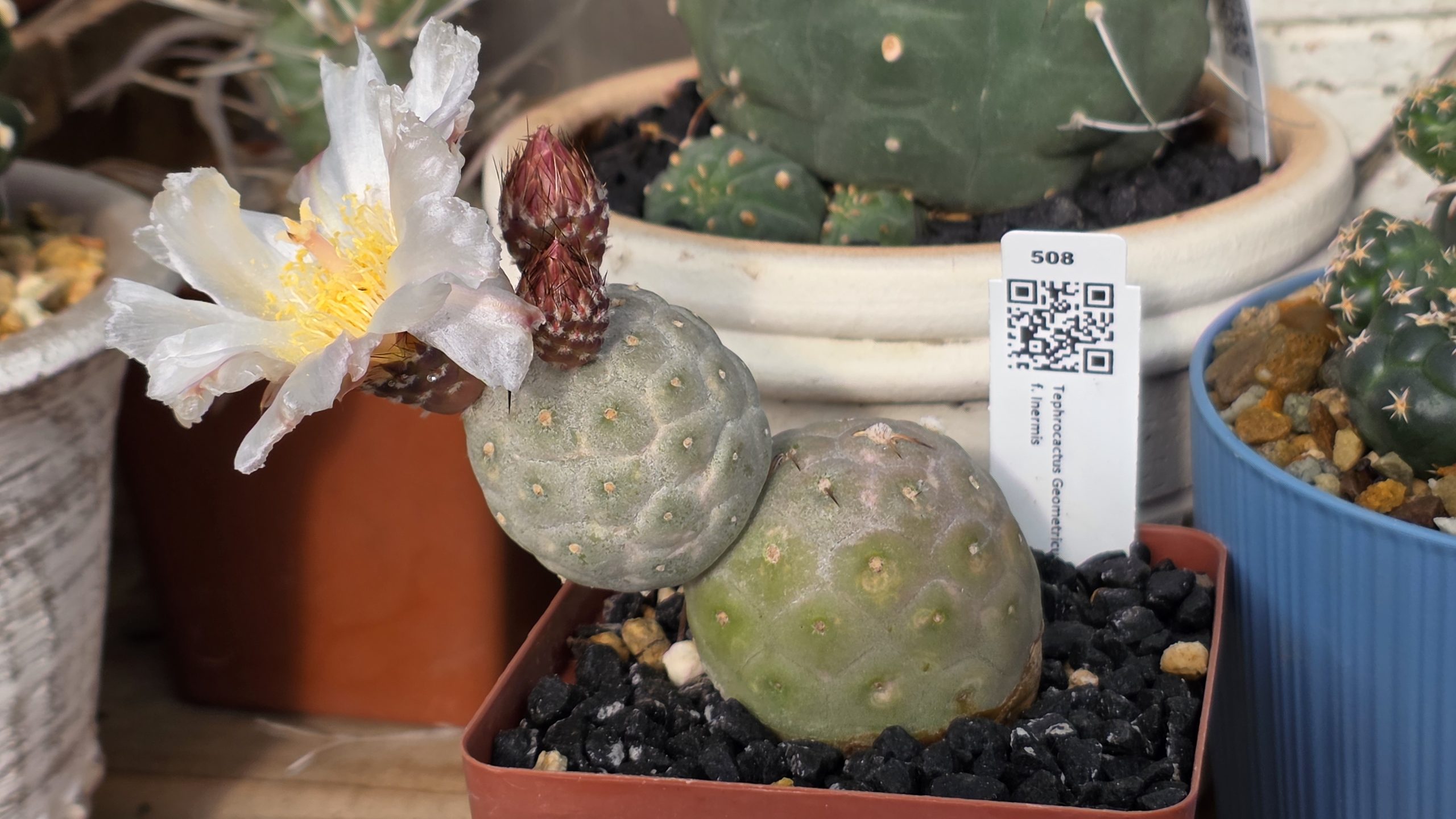 tephrocactus geometricus