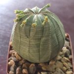 Euphorbia Obesa