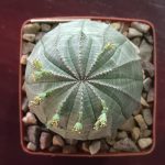 Euphorbia Obesa
