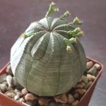 Euphorbia Obesa