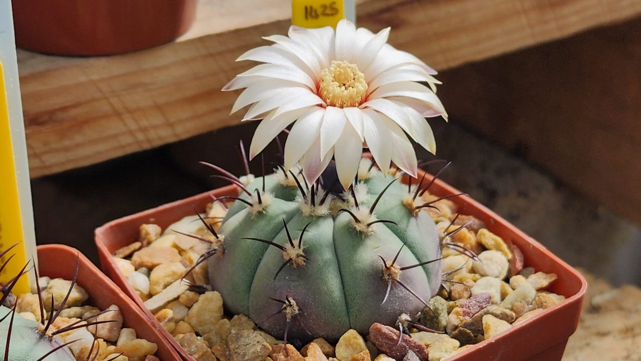 Gymnocalycium Cabreraense