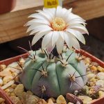Gymnocalycium Cabreraense