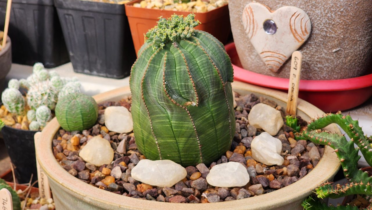 Euphorbia Obesa