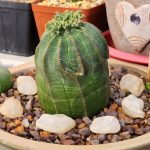 Euphorbia Obesa