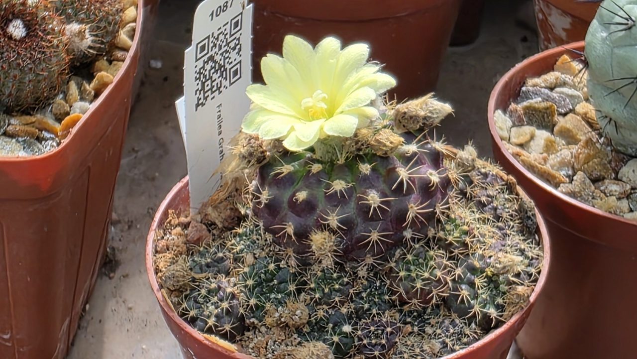 Frailea Grahliana