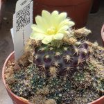 Frailea Grahliana