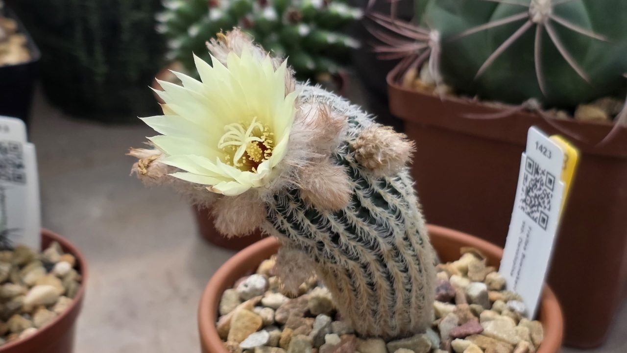 Frailea Buenekeri ssp. Densispina