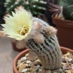 Frailea Buenekeri ssp. Densispina