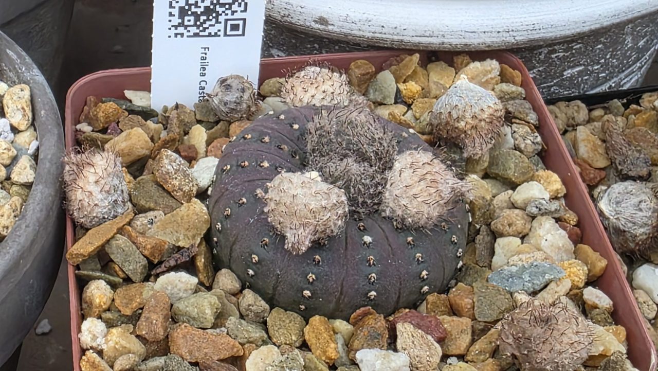 Frailea Castanea