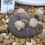 Frailea Castanea