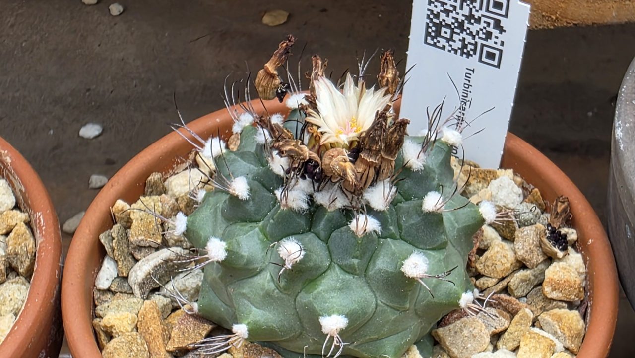 Turbinicarpus Swobodae