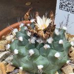 Turbinicarpus Swobodae