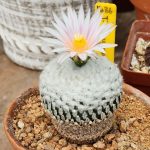 Turbinicarpus Pseudopectinatus