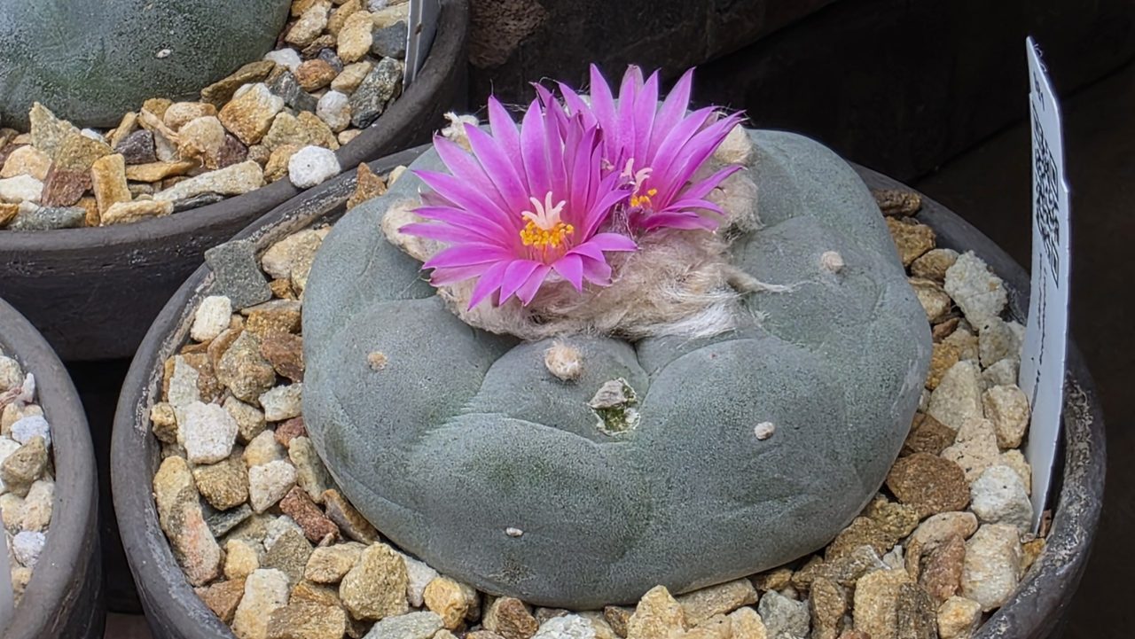 Lophophora Williamsii var. Fricii cv. Super White