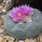 Lophophora Williamsii var. Fricii cv. Super White