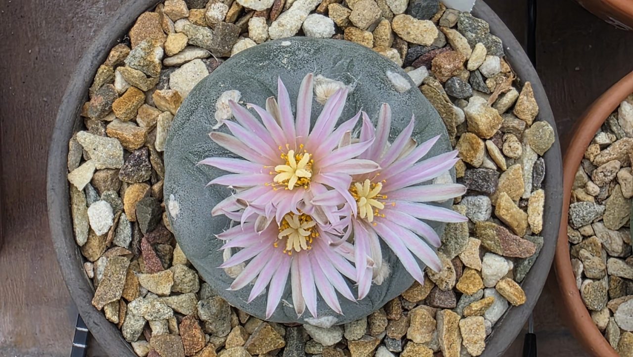 Lophophora Williamsii var. Fricii