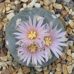 Lophophora Williamsii var. Fricii