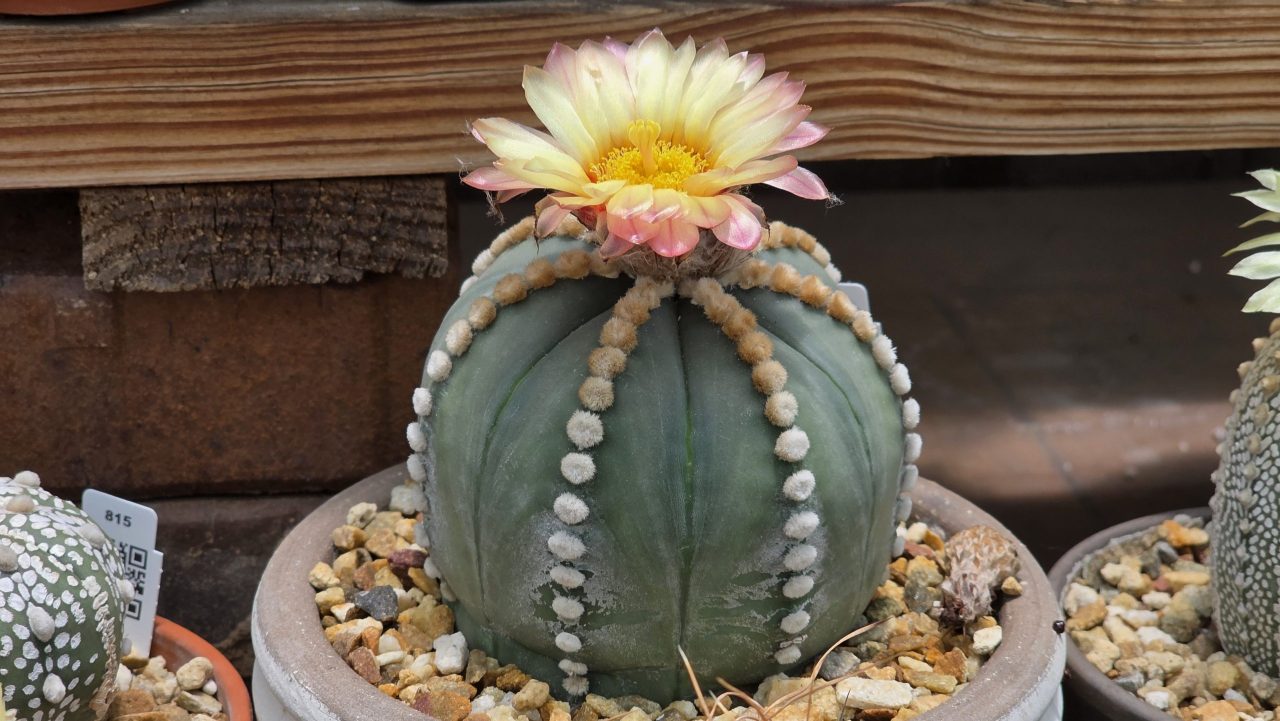 Astrophytum Asterias cv. Rensei x Super Kabuto