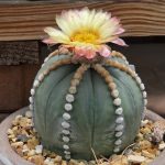 Astrophytum Asterias cv. Rensei x Super Kabuto