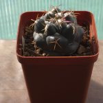 Coryphantha Elephantidens