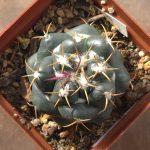 Coryphantha Elephantidens
