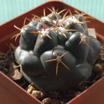 Coryphantha Elephantidens