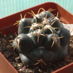 Coryphantha Elephantidens