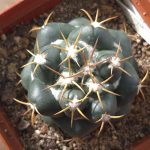 Coryphantha Elephantidens