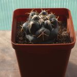 Coryphantha Elephantidens