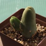 Echinopsis Lageniformis f. Monstruosa (Long joined type)