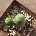 Echinopsis Lageniformis f. Monstruosa (Long joined type)