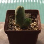 Echinopsis Lageniformis f. Monstruosa (Long joined type)
