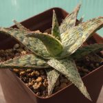 Aloe Hybrid cv. Pink Blush