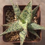 Aloe Hybrid cv. Pink Blush