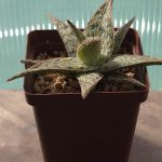 Aloe Hybrid cv. Pink Blush