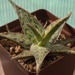 Aloe Hybrid cv. Pink Blush