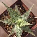 Aloe Hybrid cv. Pink Blush