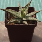 Aloe Hybrid cv. Pink Blush