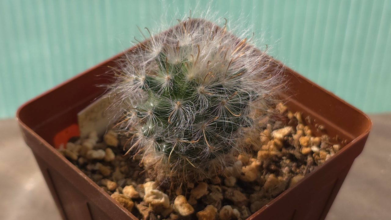 Mammillaria Guelzowiana