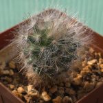 Mammillaria Guelzowiana
