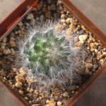 Mammillaria Guelzowiana