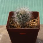 Mammillaria Guelzowiana