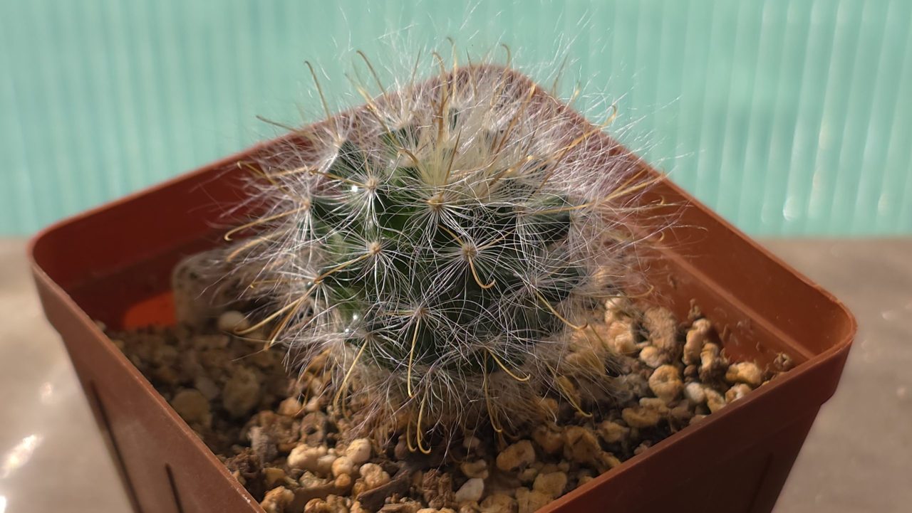 Mammillaria Guelzowiana