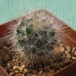 Mammillaria Guelzowiana
