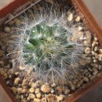 Mammillaria Guelzowiana