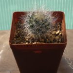 Mammillaria Guelzowiana