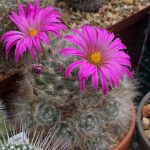 Mammillaria Guelzowiana