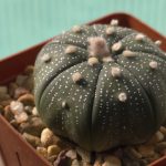 Astrophytum Asterias
