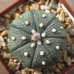 Astrophytum Asterias