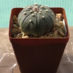 Astrophytum Asterias